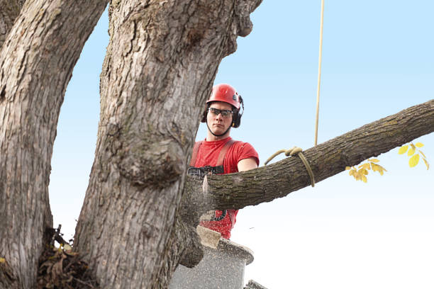 Best Hedge Trimming  in Cedar Hills, UT